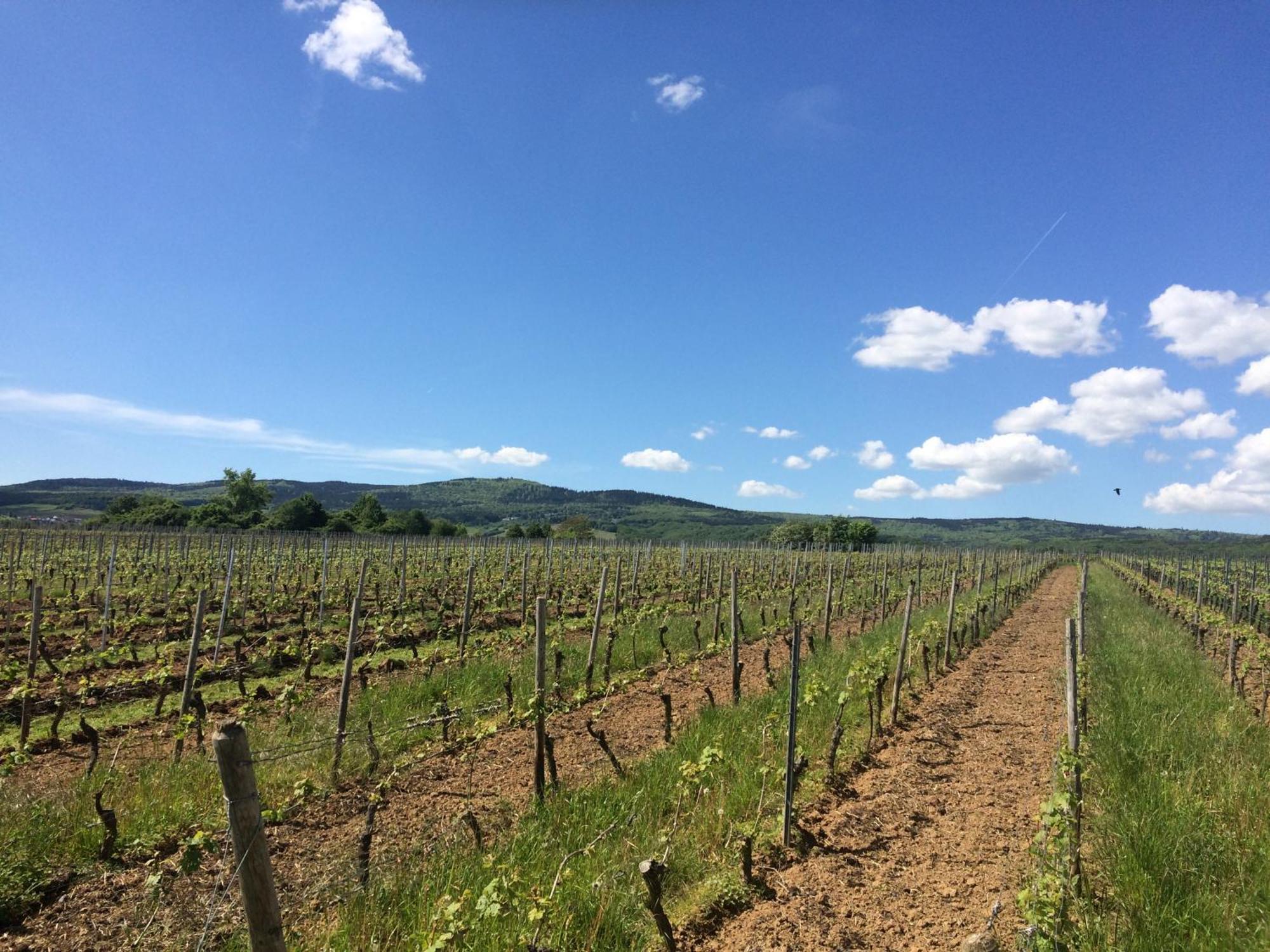 Weingut Hans Bausch Apartamento Hattenheim Exterior foto